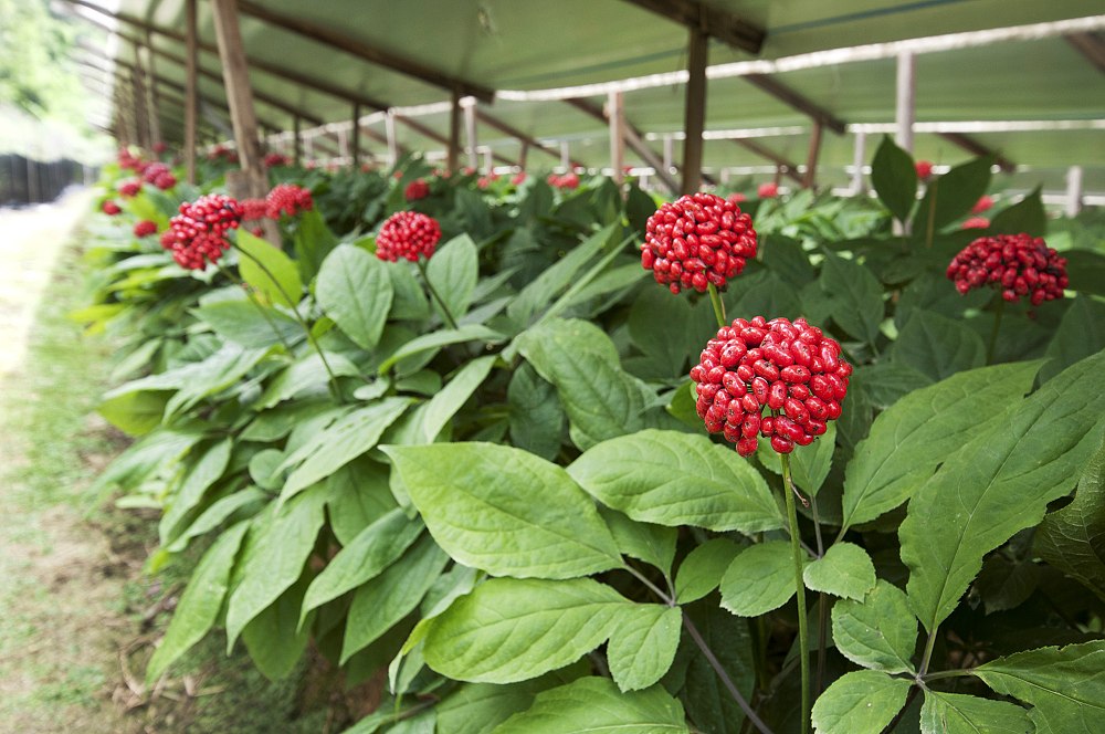 Natsuca, des plantes pour le bien être