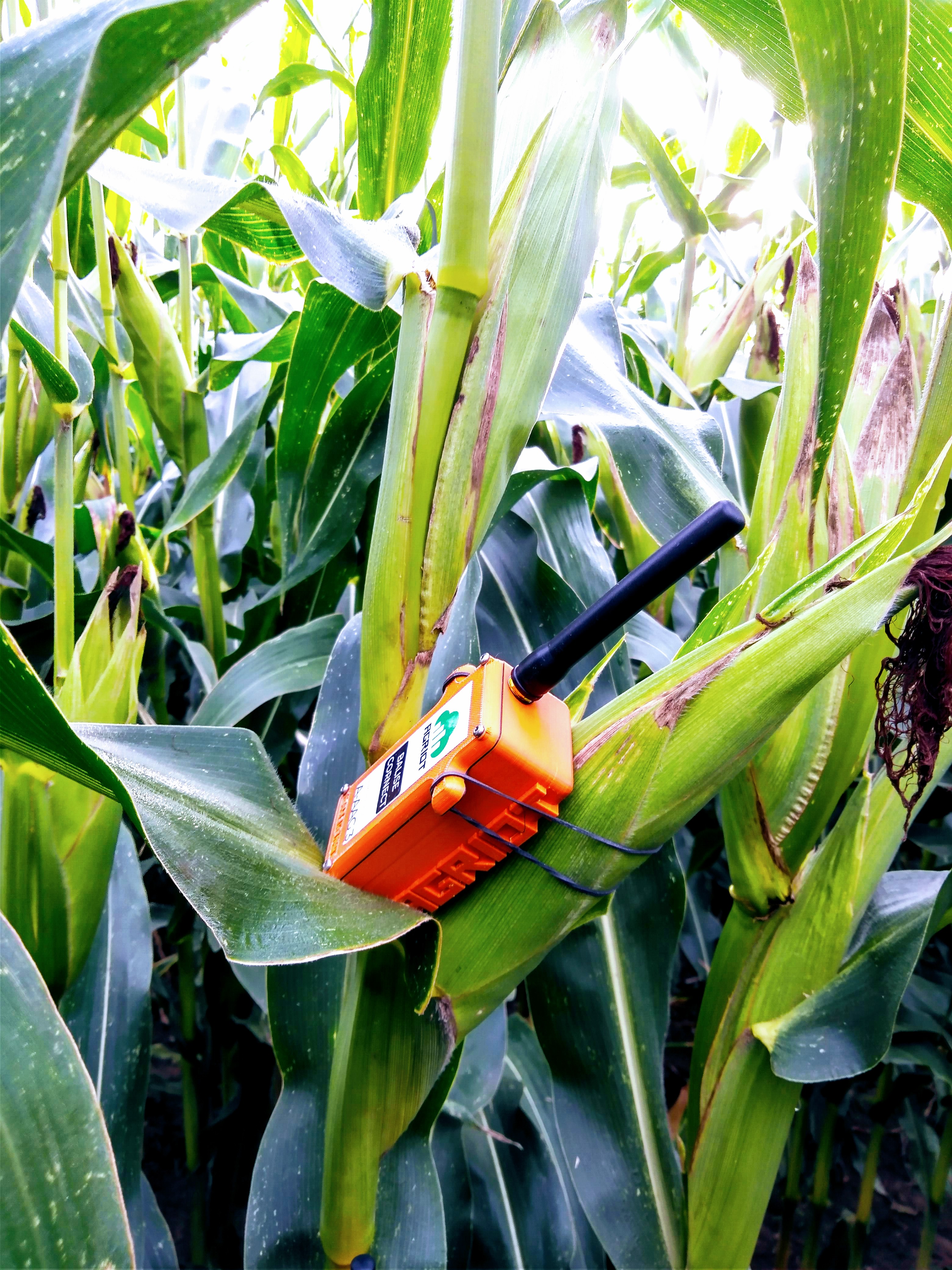 capteur agriot sur un plant de maïs